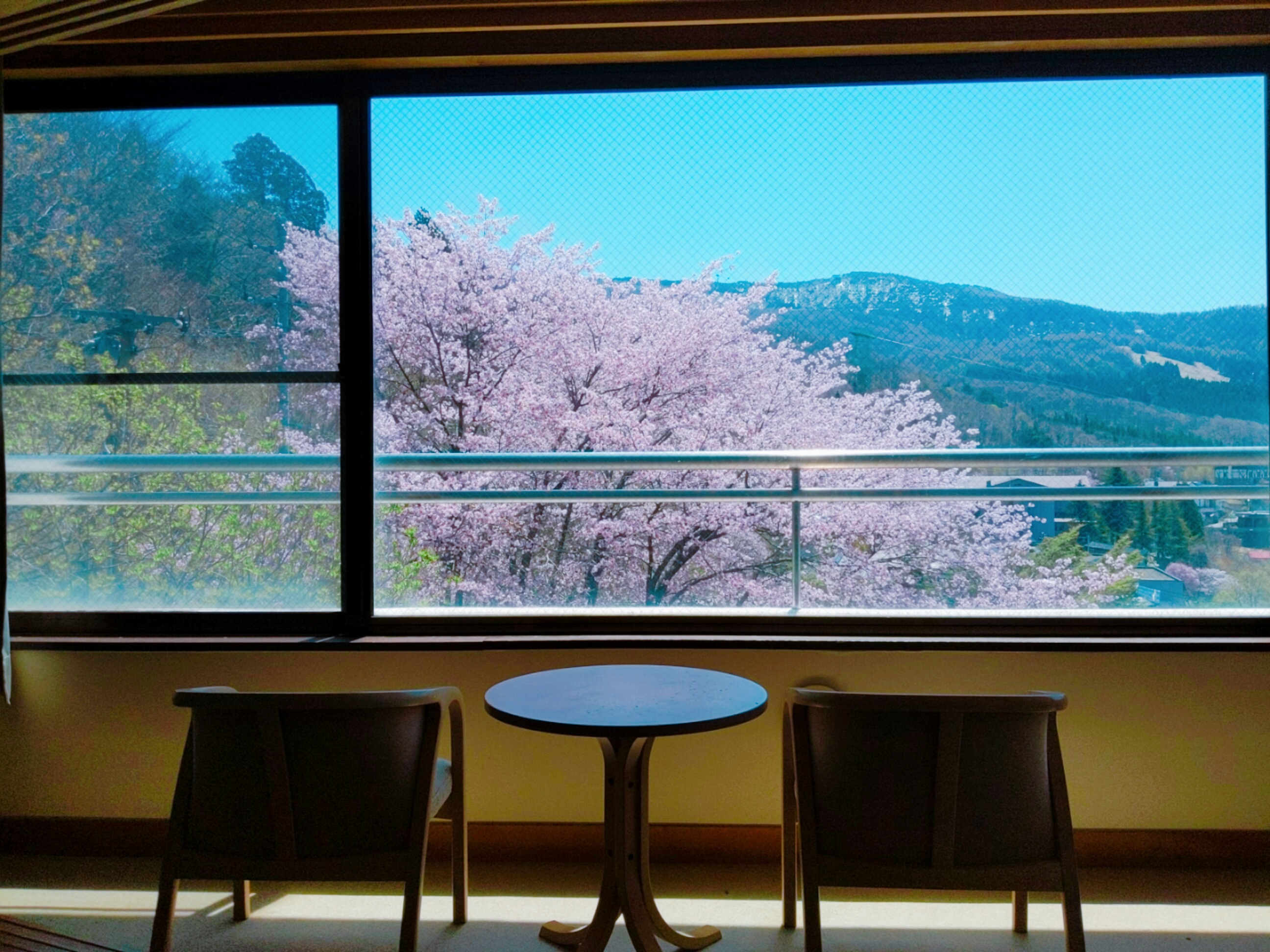 客室からの大山桜大山桜